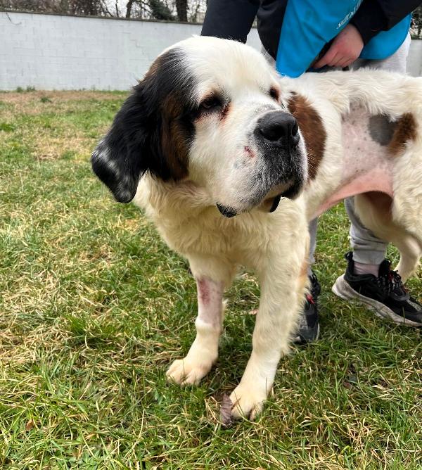 BIANCA DOLCE SAN BERNARDO Foto 9